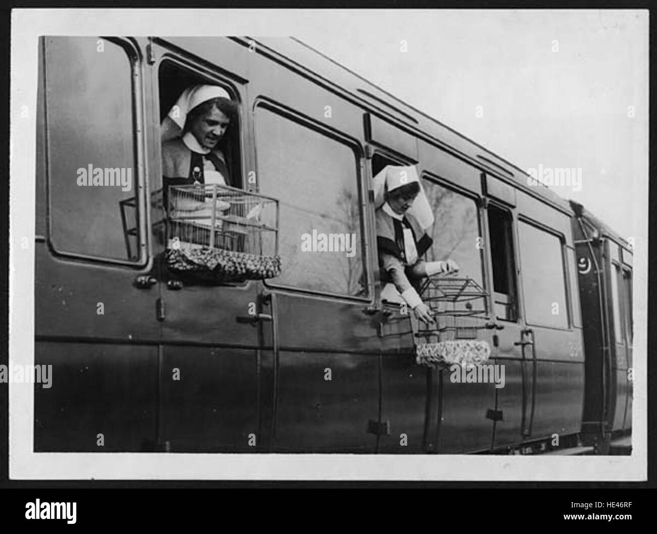 This vintage image shows a group of canaries aboard an ambulance train, used to cheer up wounded soldiers during wartime. The canaries served as a source of comfort and morale for those recovering from injuries. Stock Photo