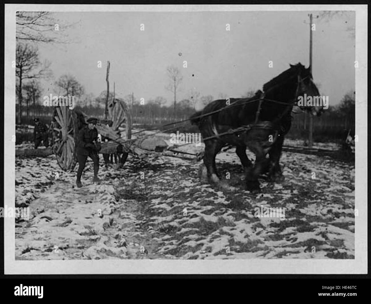 Lumber Jack bringing in a log Stock Photo Alamy