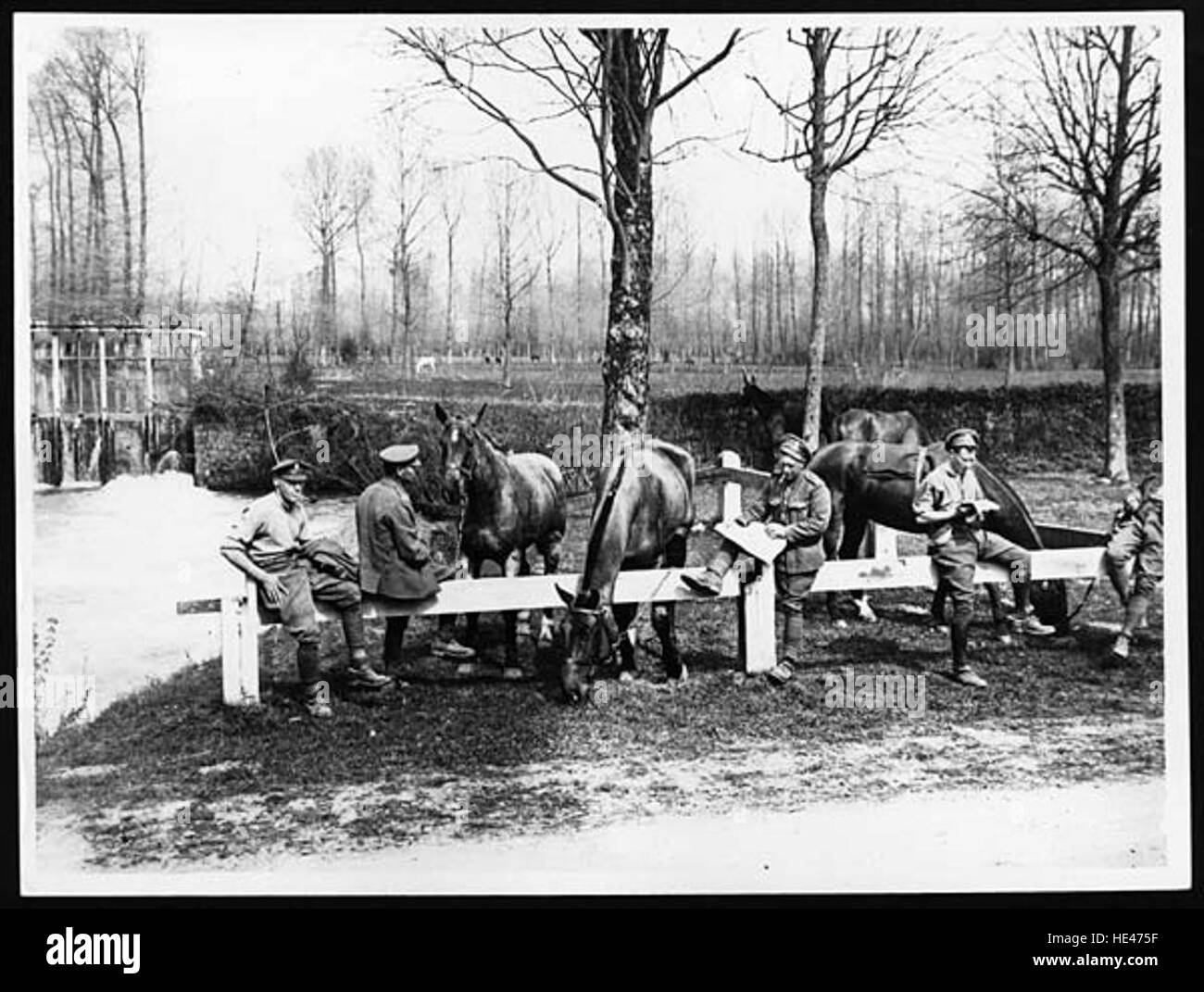 Cavalry grazing horses Stock Photo Alamy