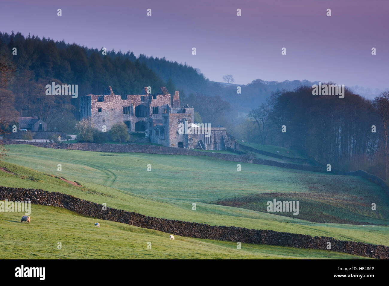 Pink winter sunrise sky & beautiful historic ancient sunlit Barden Tower ruins - scenic Dales countryside, Bolton Abbey Estate, Yorkshire, England GB. Stock Photo