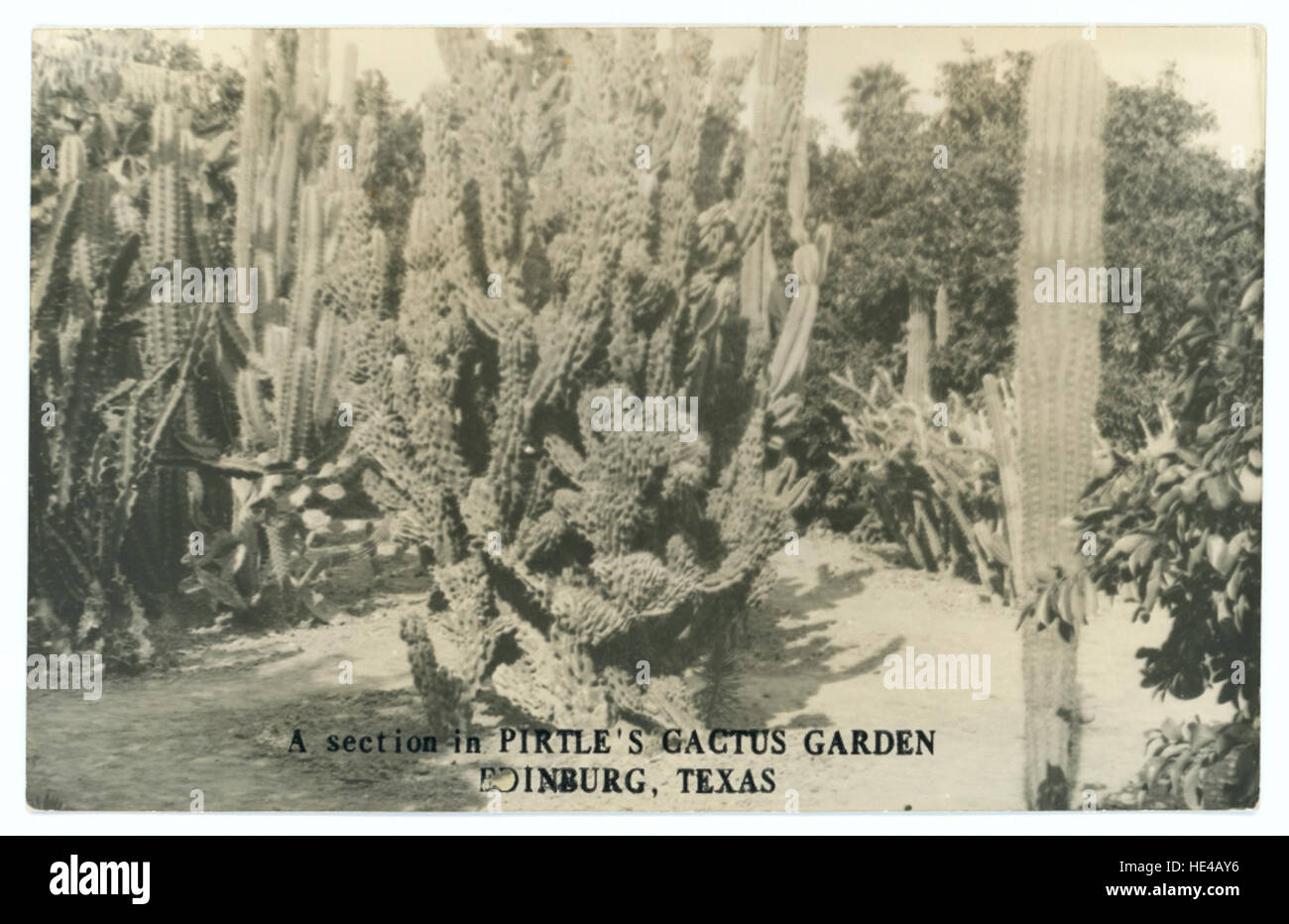 A section in Pirtle's Cactus Garden, Edinburg, Texas Stock Photo Alamy