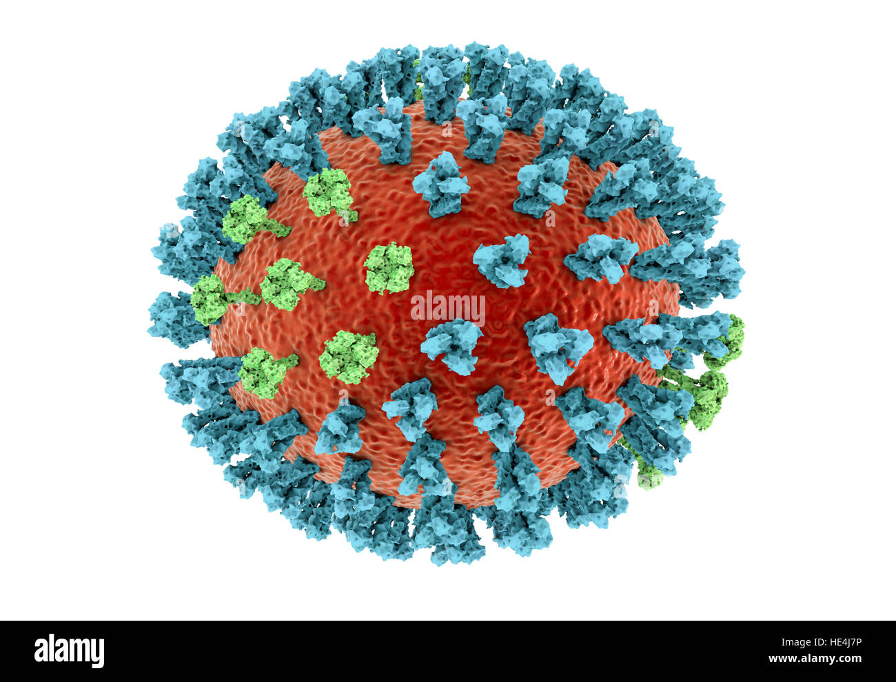 Bird flu virus. 3D illustration of an avian influenza H5N8 virus particle. Within the viral lipid envelope (orange) are two types of protein spike, hemagglutinin (H, blue) and neuraminidase (N, green), which determine the strain of virus. This strain of the virus has caused disease in wild birds and poultry in Europe and Asia since June 2016. Unusually, the virus causes mortality in wild birds, which are more often silent carriers. As of December 2016 no human cases of the disease have been reported, and risk of transmission to humans is thought to be low. Stock Photo