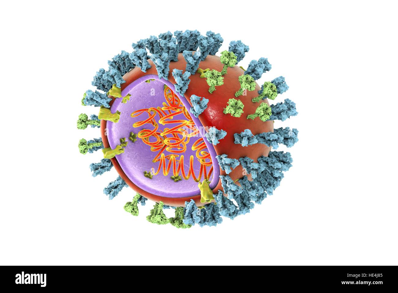 Bird flu virus.3D illustration of avian influenza H5N8 virus particle.The virus consists of ribonucleic acid (RNA,orange coils) core,surrounded by nucleocapsid (purple) lipid envelope (orange).Spanning capsid envelope are M2 proteins (yellow),that act as proton pumps.In envelope are two types of Stock Photo