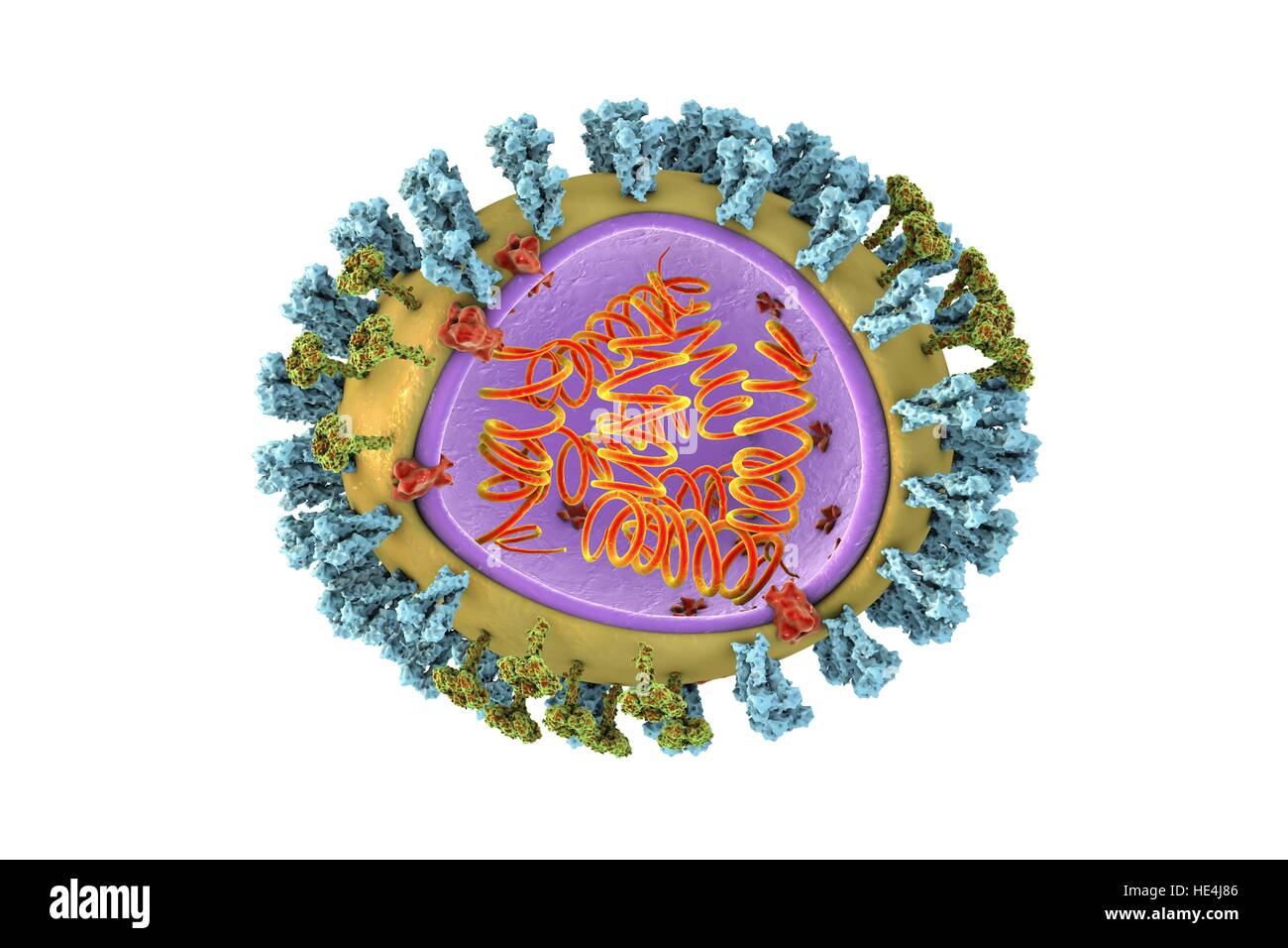 Bird flu virus.3D illustration of avian influenza H5N8 virus particle.The virus consists of ribonucleic acid (RNA,orange coils) core,surrounded by nucleocapsid (purple) lipid envelope (yellow).Spanning capsid envelope are M2 proteins (red),that act as proton pumps.In envelope are two types of Stock Photo