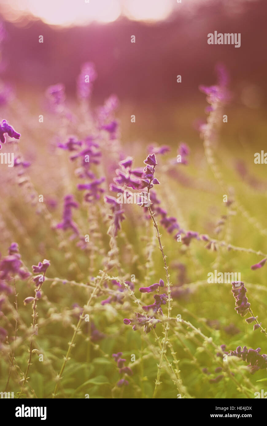 Purple wildflowers hi-res stock photography and images - Alamy