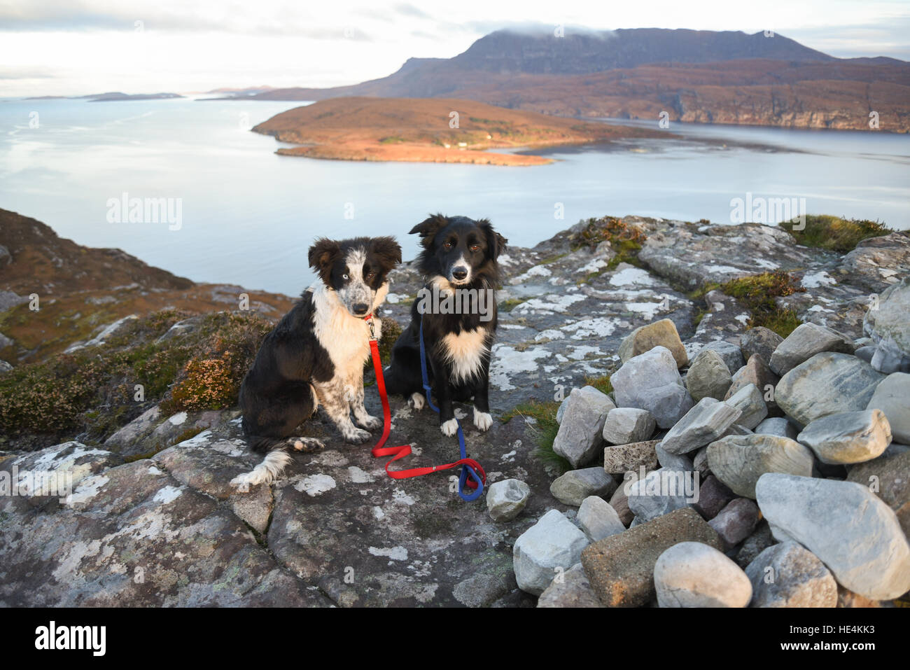 Two Scottish Collie sheepdogs in the Highlands, Ullapool, Scotland. Stock Photo