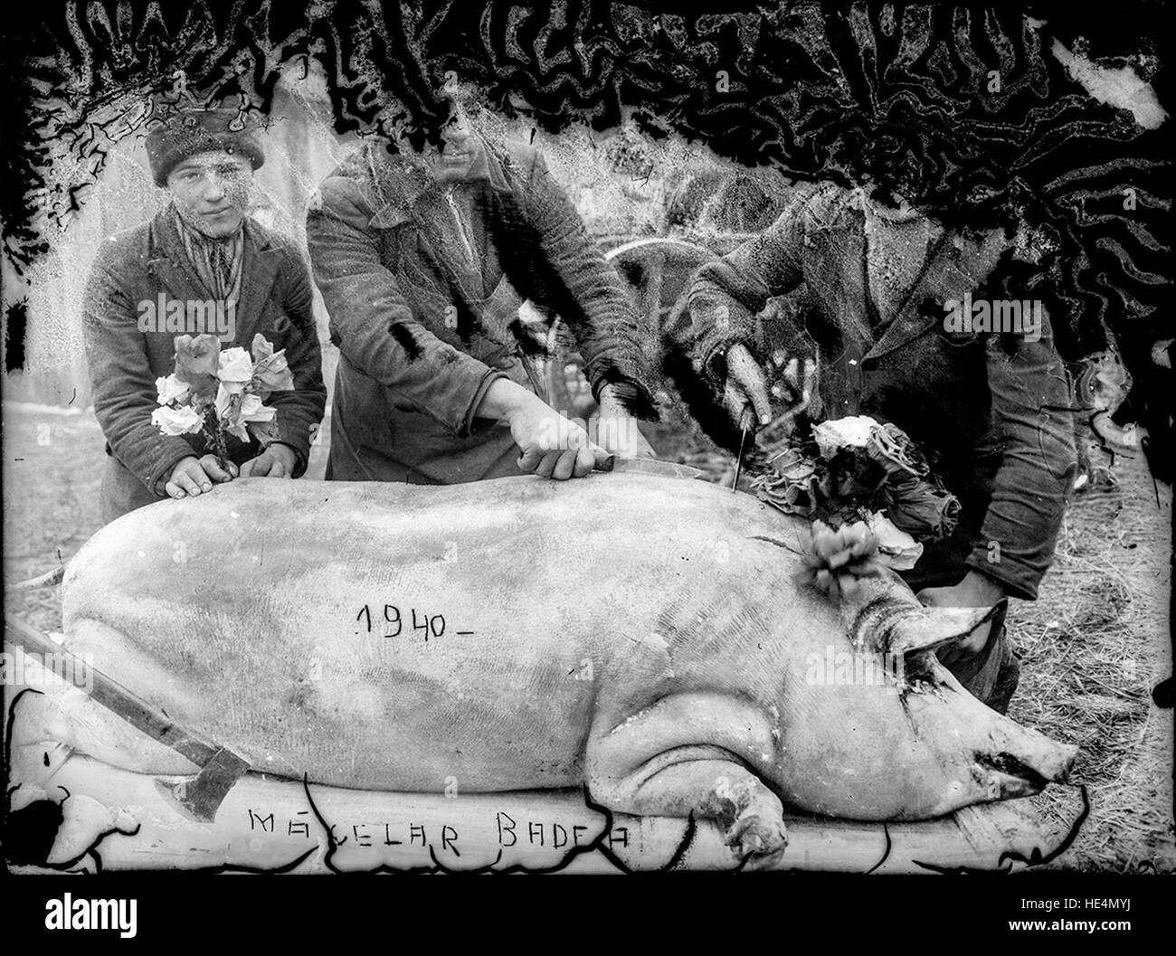 Oameni cu porc, 1940, Măcelar Badea Stock Photo