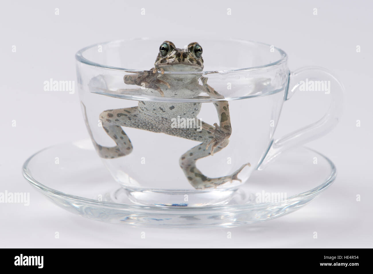 Witch tea cup hi-res stock photography and images - Alamy