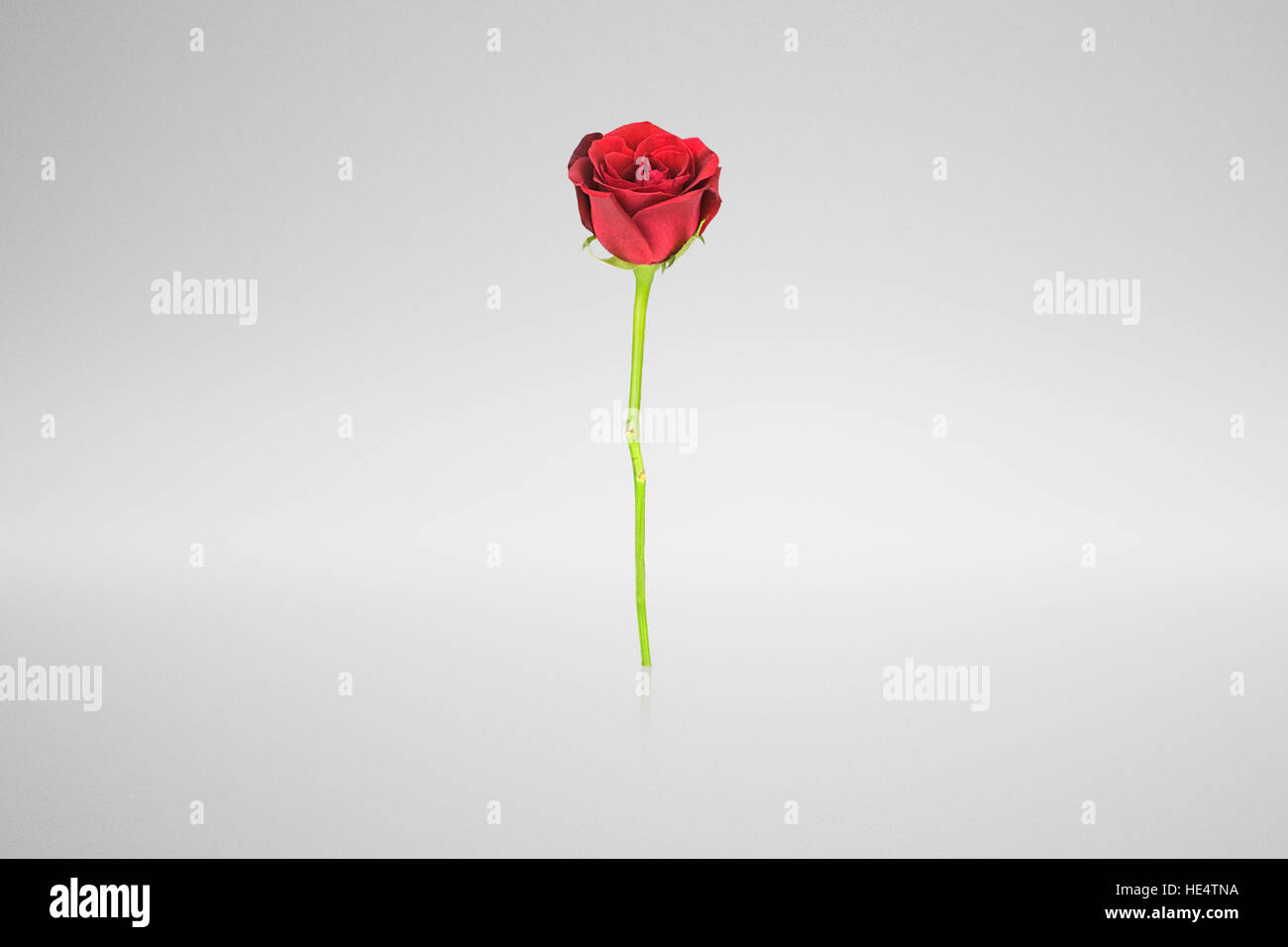 Single red rose Stock Photo - Alamy