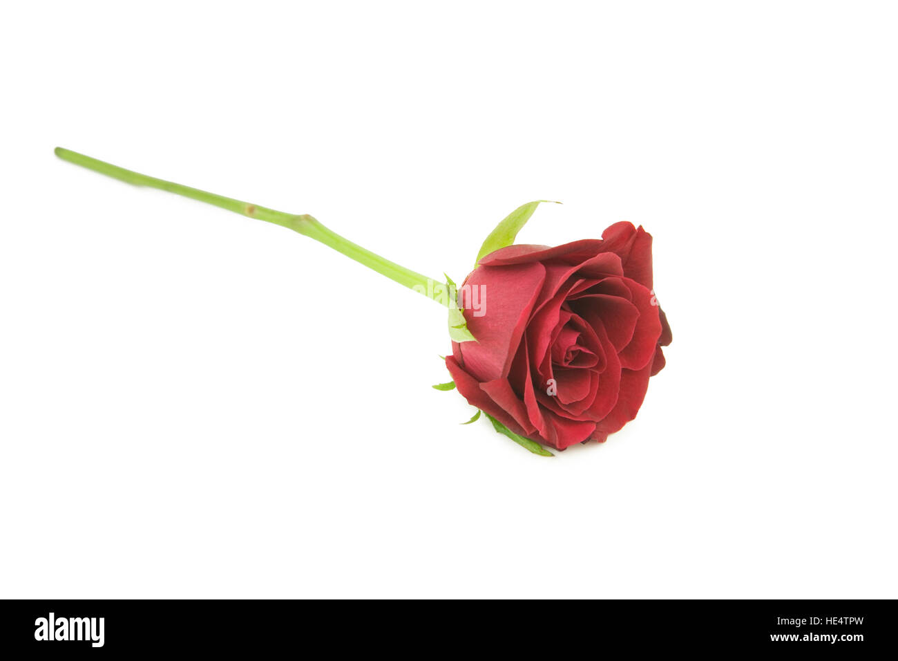 Single red rose on a white background Stock Photo - Alamy