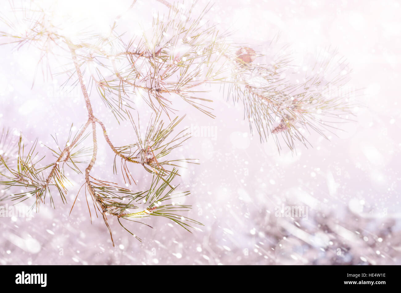 Winter snow covered pine branches background Stock Photo - Alamy
