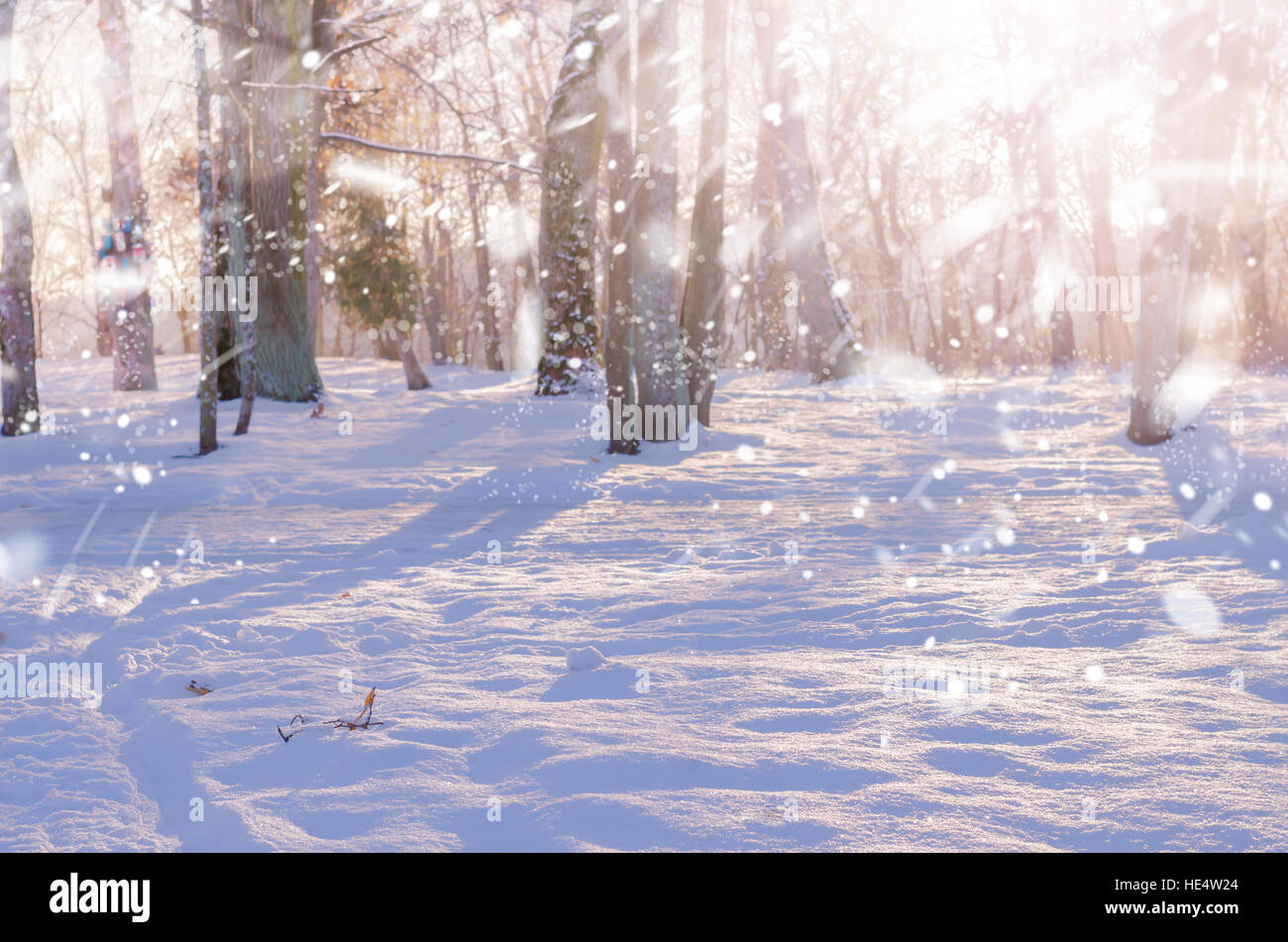 Winter Snow Magic Forest Background High Resolution Stock Photography And Images Alamy Winter Snow Magic Forest Background High Resolution Stock Photography And Images Alamy