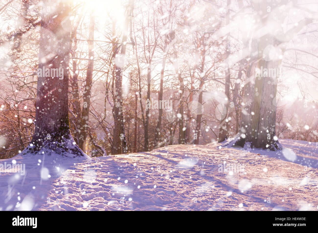 Winter Snow Magic Forest Background High Resolution Stock Photography And Images Alamy Winter Snow Magic Forest Background High Resolution Stock Photography And Images Alamy