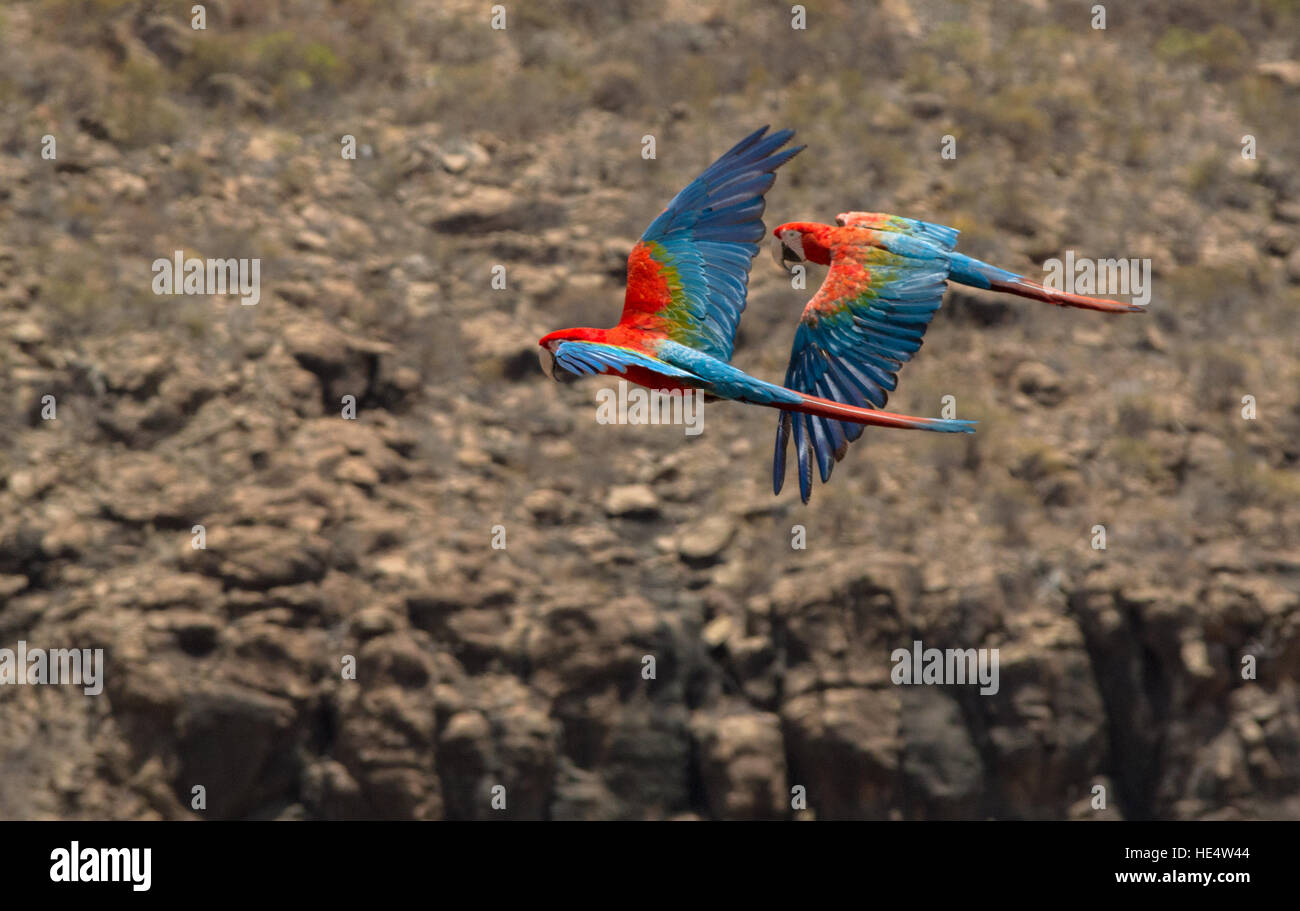 Parots In Flight Parrots in Flight at Palmitos Park, Maspalomas Stock Photo - Alamy