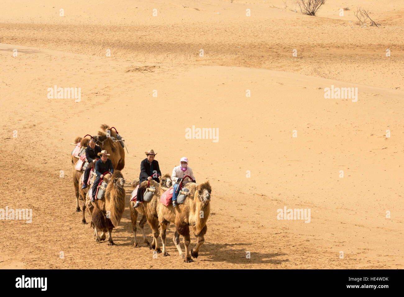 Chinese tourists riding camels in teh desert at Shapotou Scenic Area ...