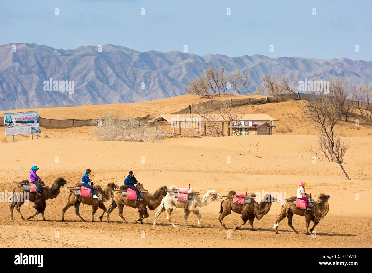 Guide and chinese tourists riding camels in the desert at Shapotou ...