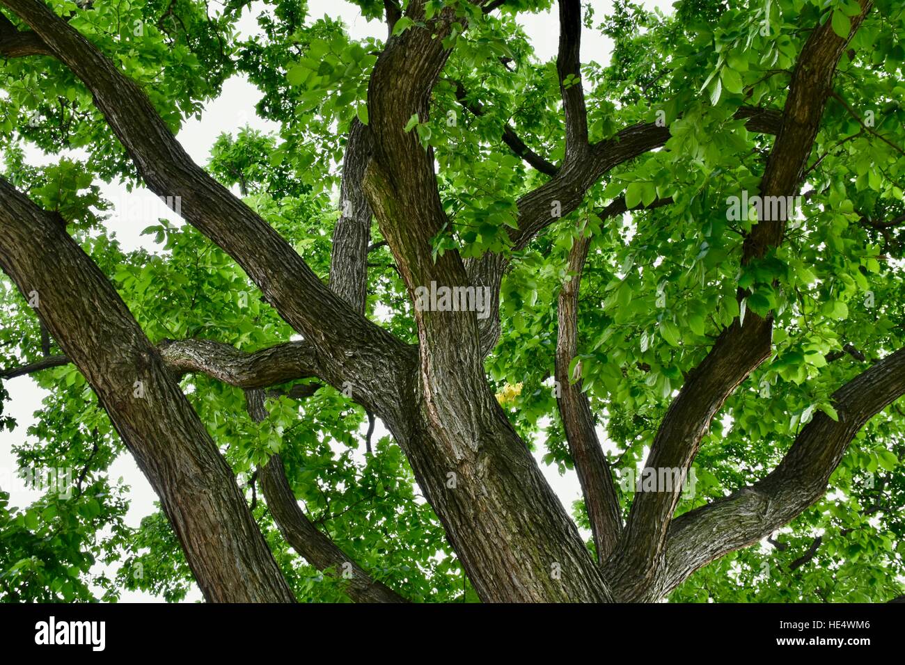 A large tree with thick branches and beautiful green leaves Stock Photo