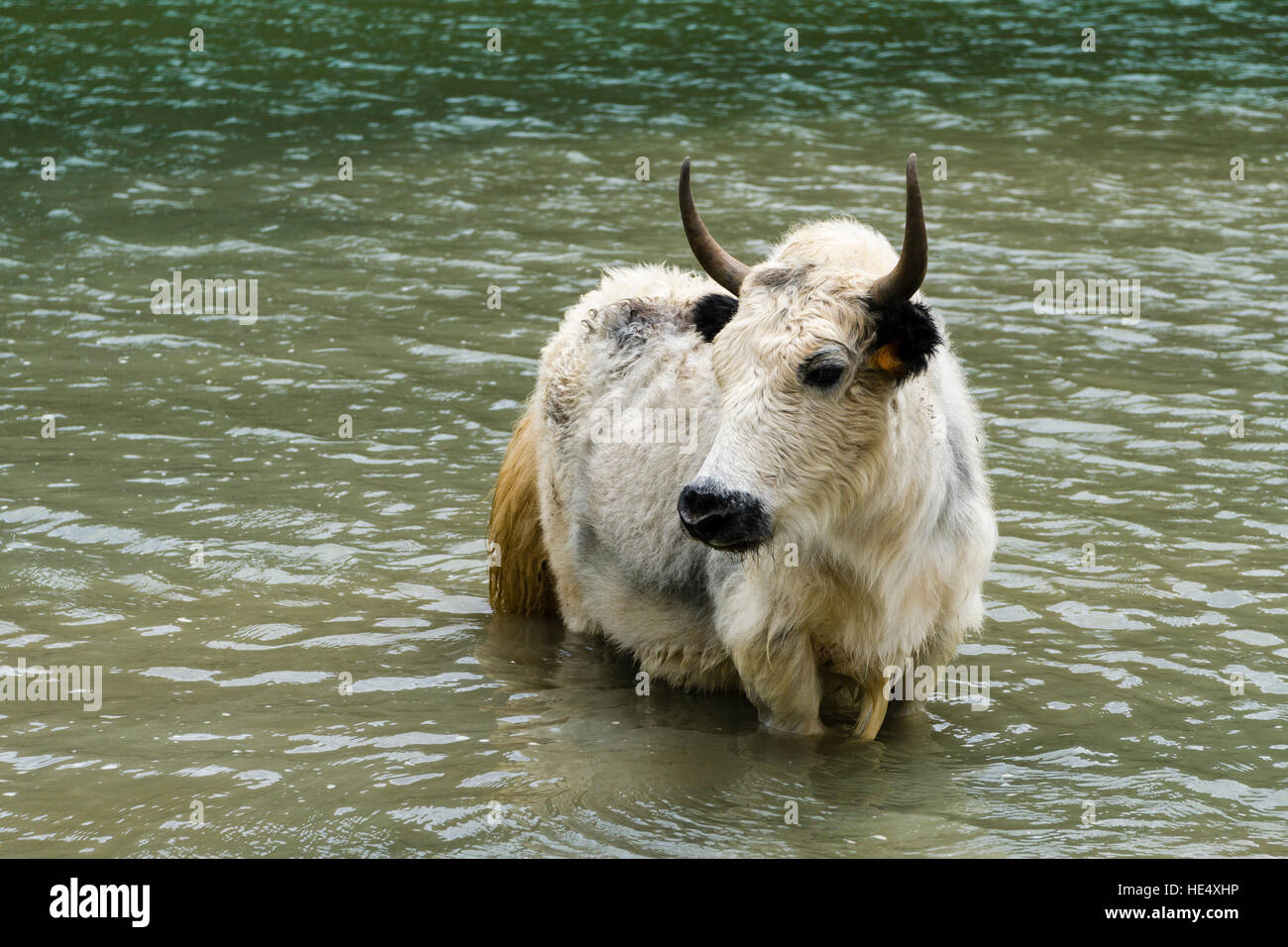 A white yak is standing in the water of Ice Lake Stock Photo