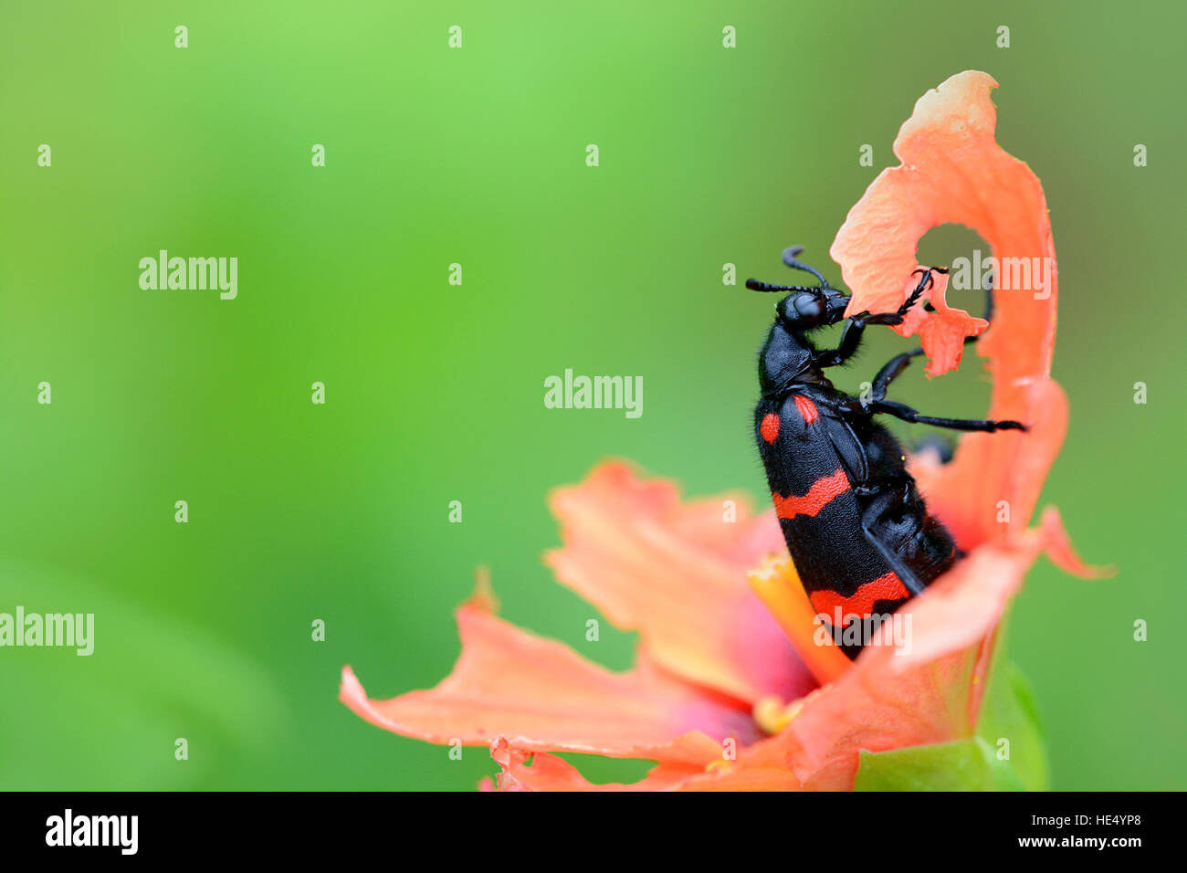 Closeup of black beetle with red stripes insect eating a flower with