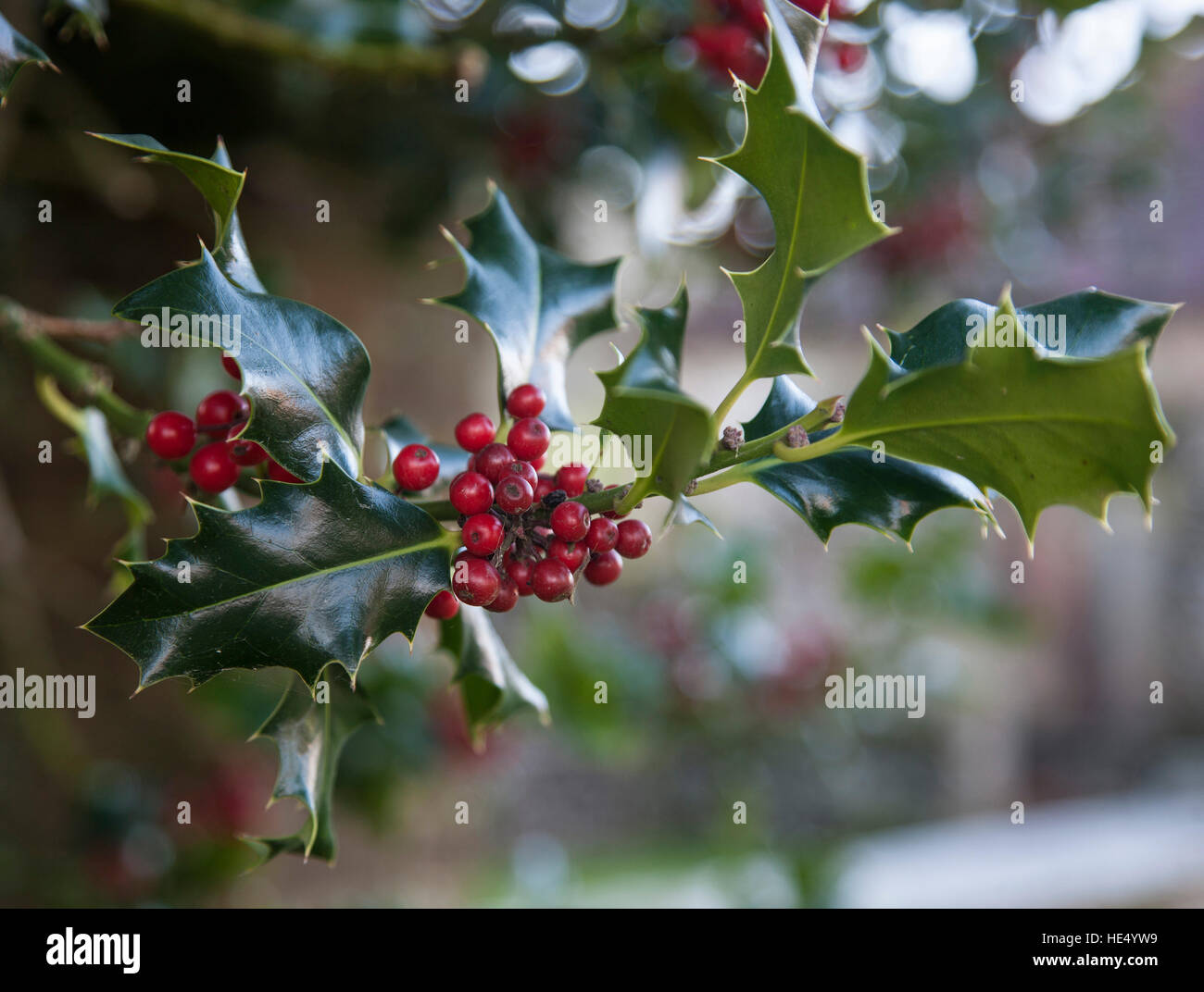 Holly bush with leaves and red berries Stock Photo - Alamy