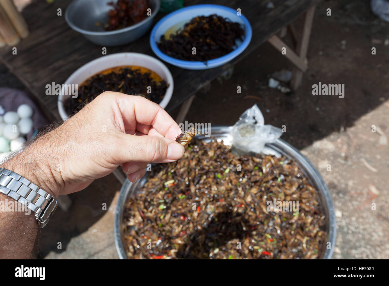 Cambodia spider eating hi-res stock photography and images - Alamy