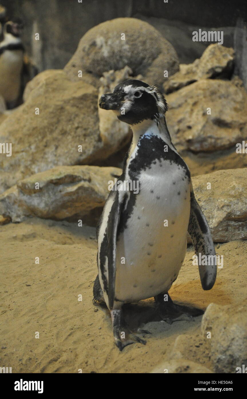 al ain zoo united arab emirates  penguin standing sand beach rock enclosure Stock Photo