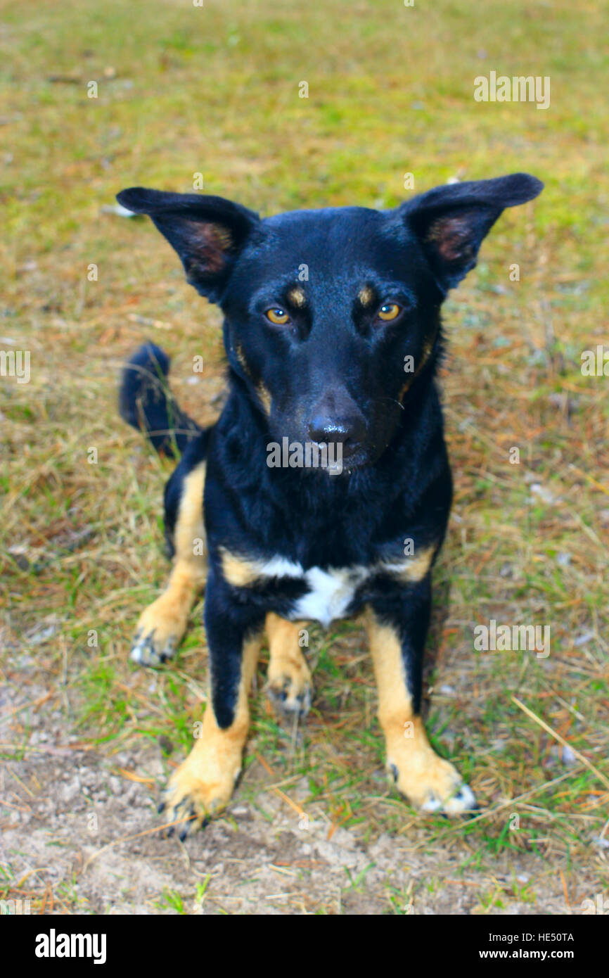 black nice mongrel with red paws sits on the grass Stock Photo