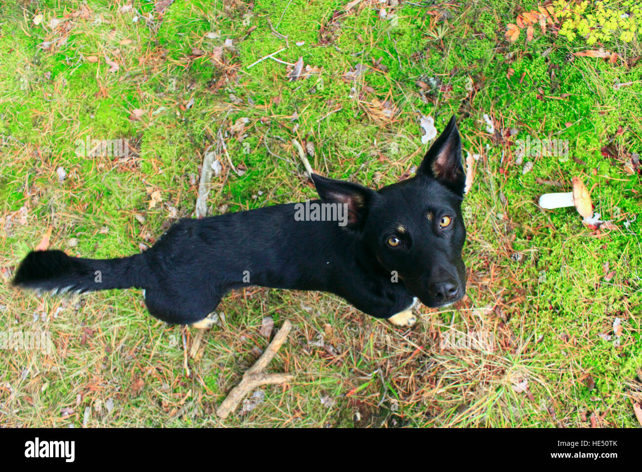 black nice mongrel with red paws sits on the grass Stock Photo