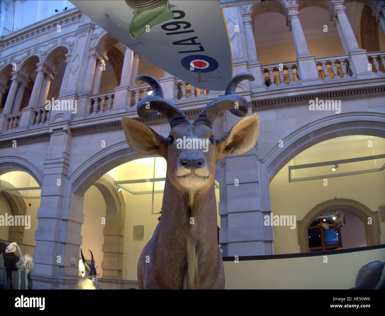 kelvingrove museum and art galleries funny gallery spitfire reference Stock Photo