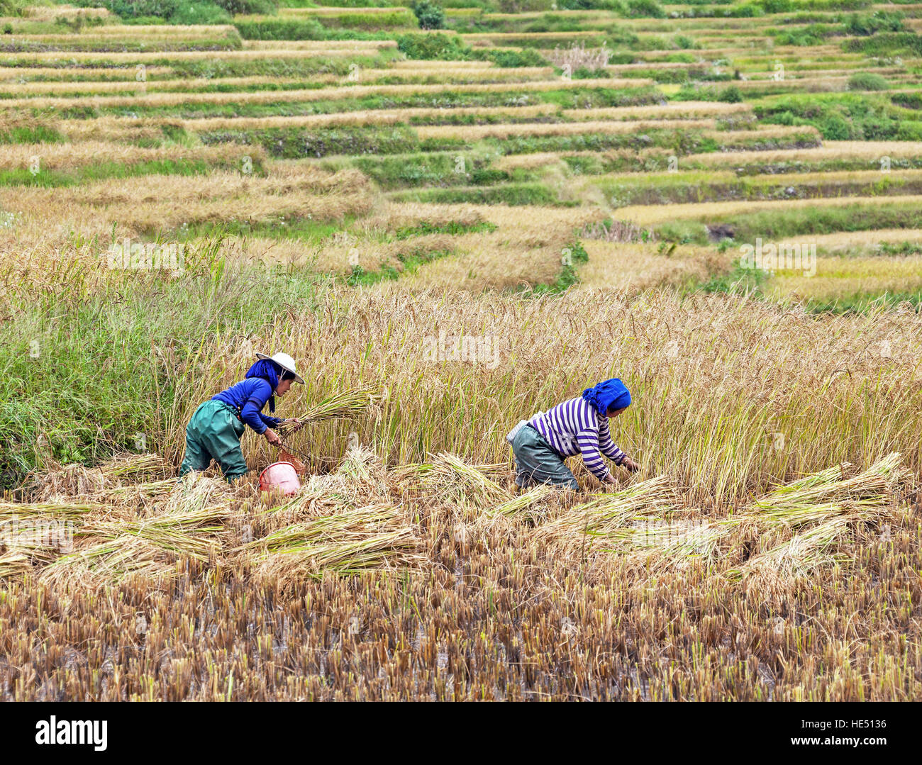 China rice paddy worker hi-res stock photography and images - Alamy