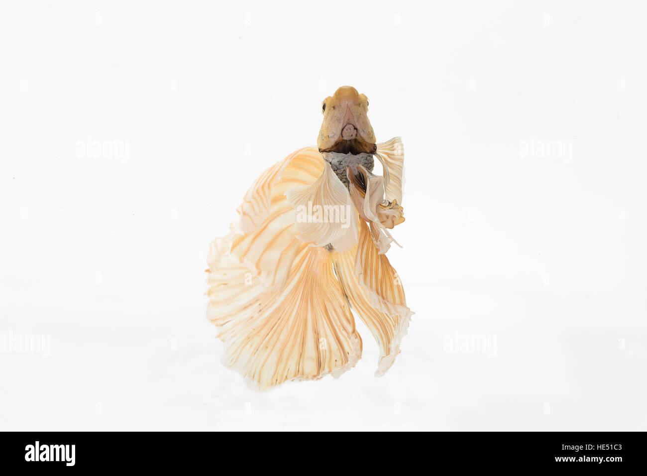 Betta, Siamese Fighting Fish on white background Stock Photo
