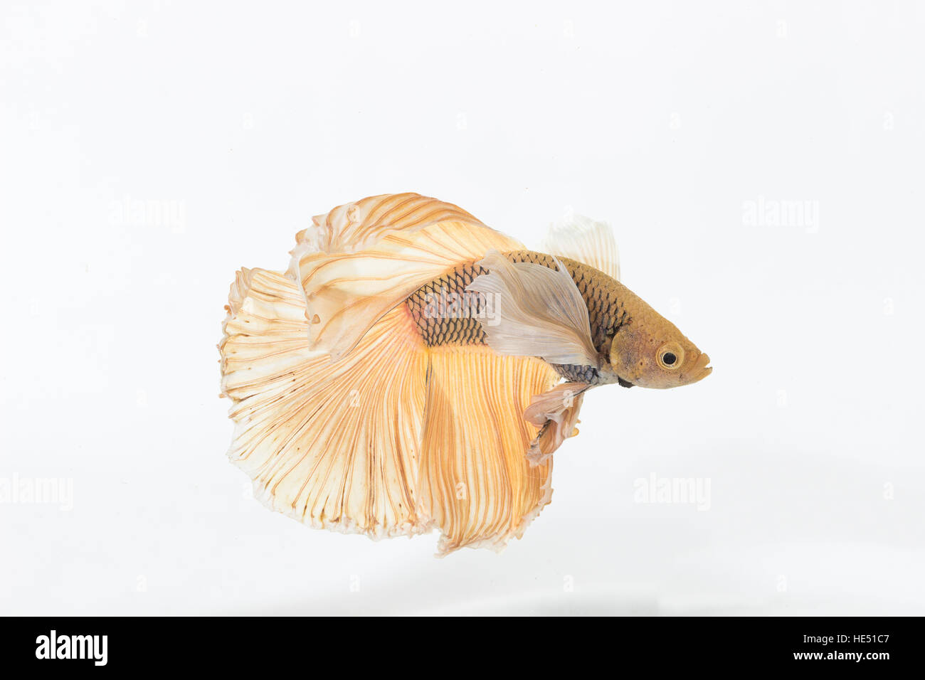 Betta, Siamese Fighting Fish on white background Stock Photo