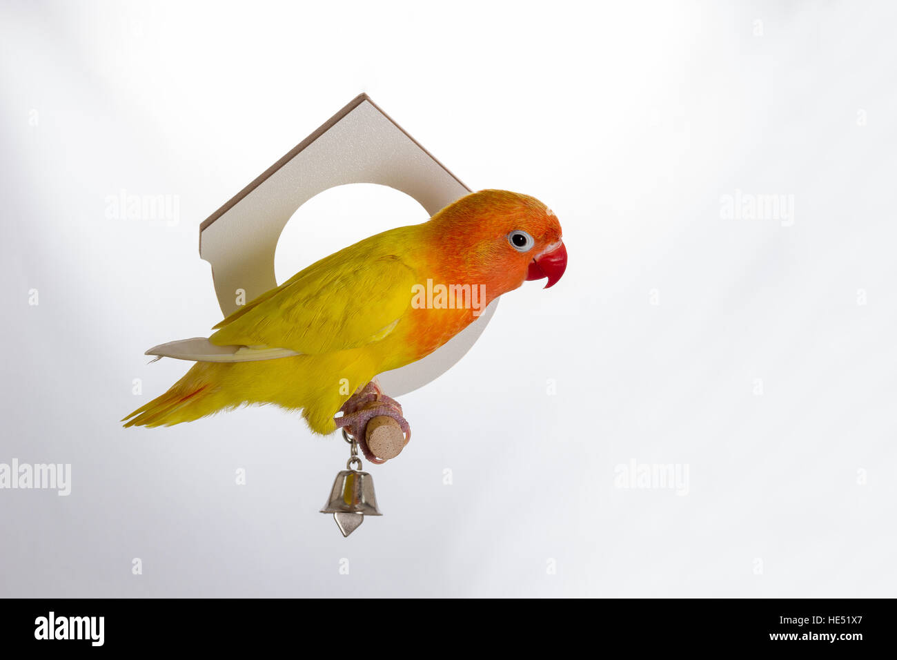 Playing Double Yellow Lovebird on white background Stock Photo
