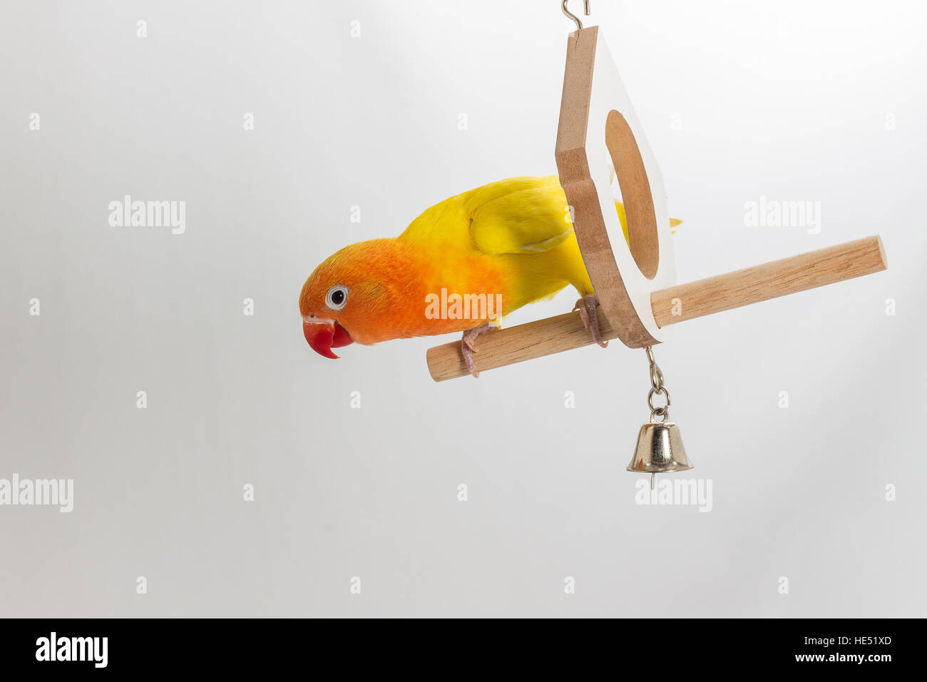 Playing Double Yellow Lovebird on white background Stock Photo