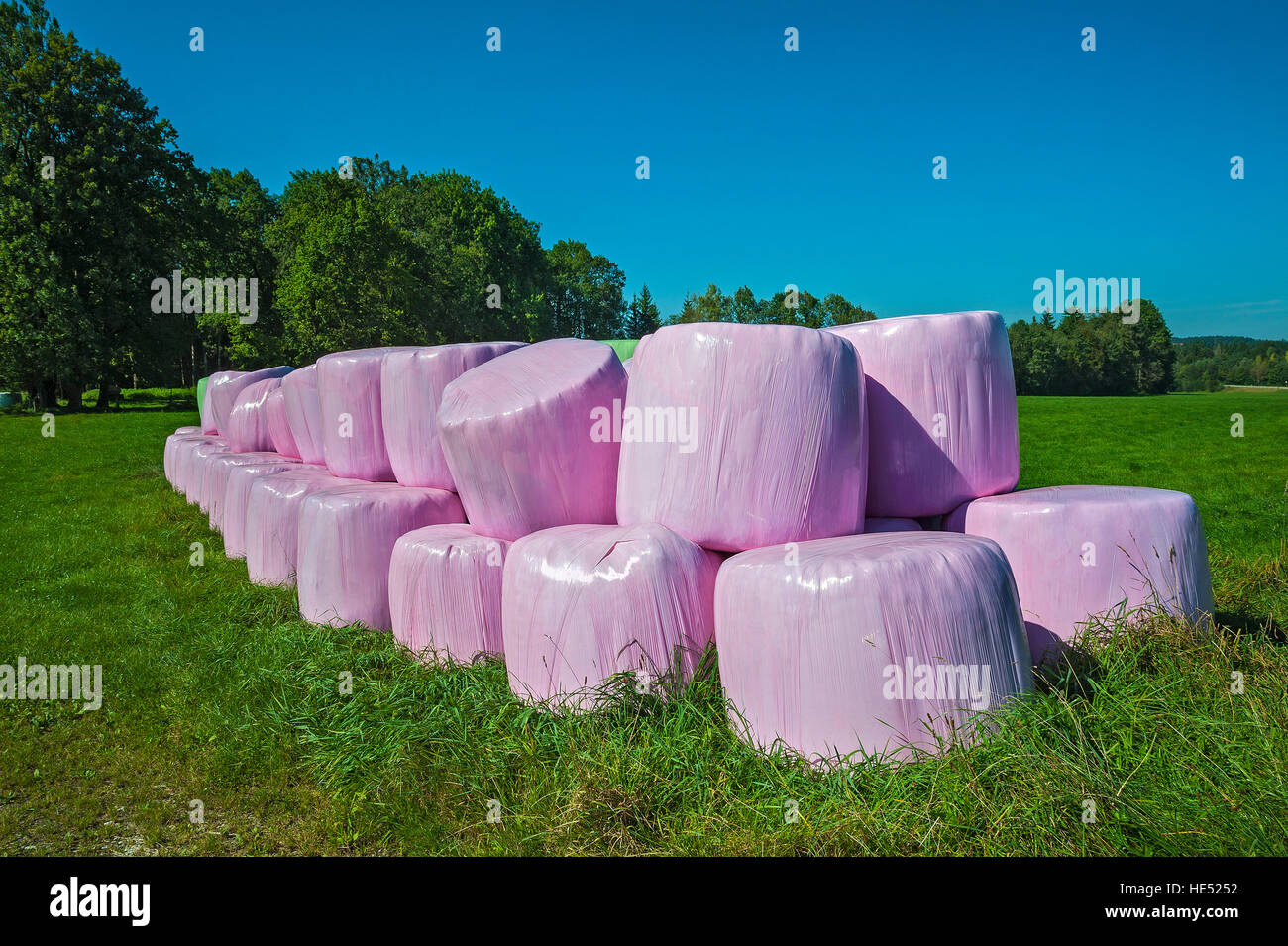 Silage bales in pink plastic wrap, Bavaria, Germany Stock Photo