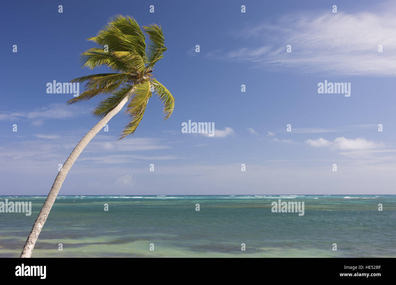 Coconut palm, Dominican Republic, Caribbean Stock Photo Alamy