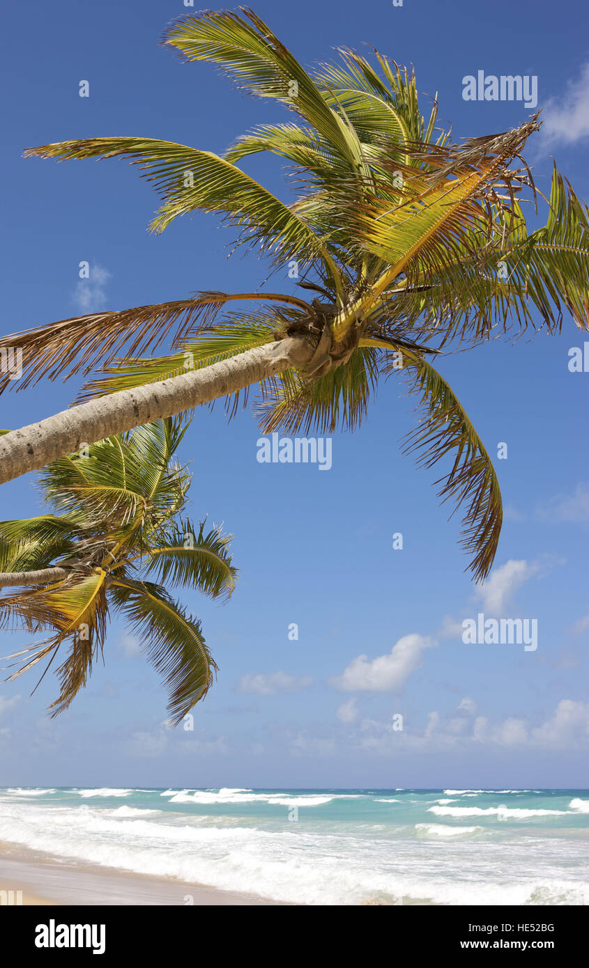 Coconut palms on a sandy beach, Dominican Republic, Caribbean Stock