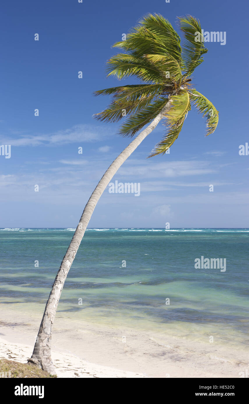 Coconut palms on the beach, Dominican Republic, Carribbean Stock Photo