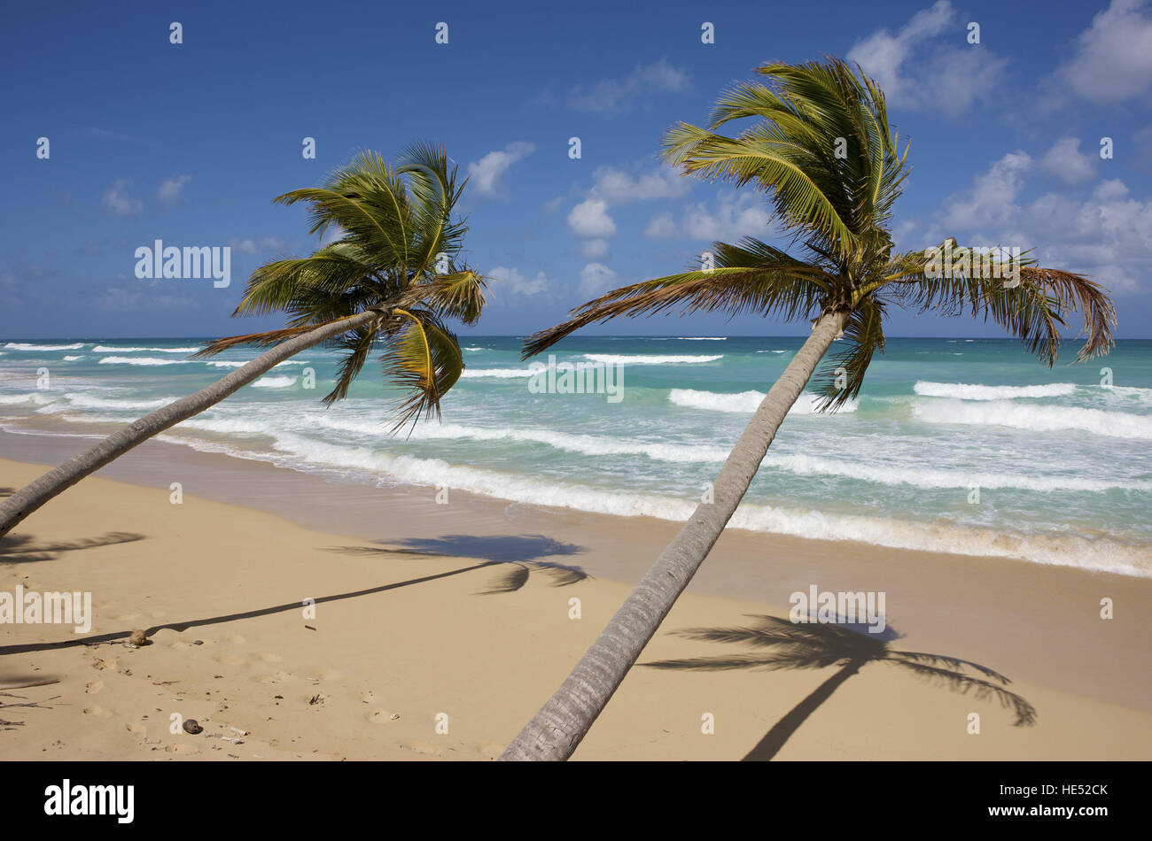 Coconut palm trees on the beach, Dominican Republic, Caribbean Stock