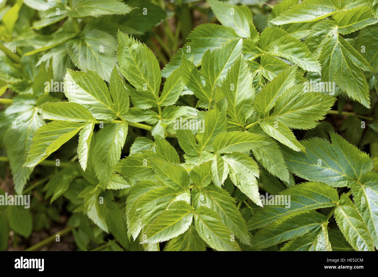 Garden Angelica (Angelica archangelica Stock Photo - Alamy