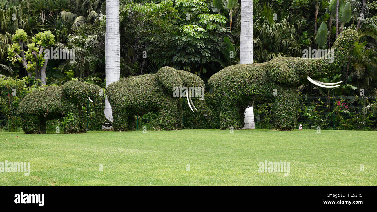 Topiary, shrubs shaped into elephant figures, Loro Parque, Puerto de la Cruz, Tenerife, Canary Islands, Spain Stock Photo