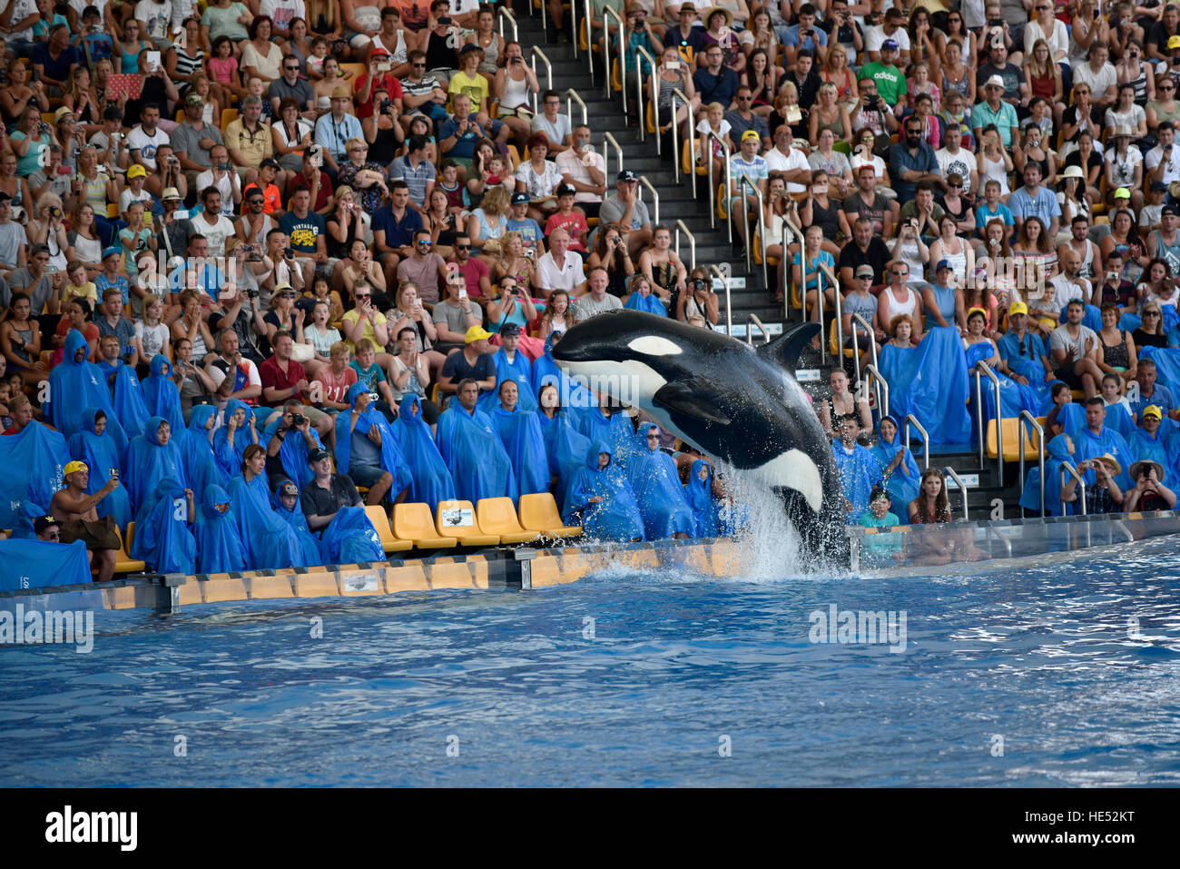 Orca (Orcinus orca) jumping out of the water, Orca show, Loro Parque ...