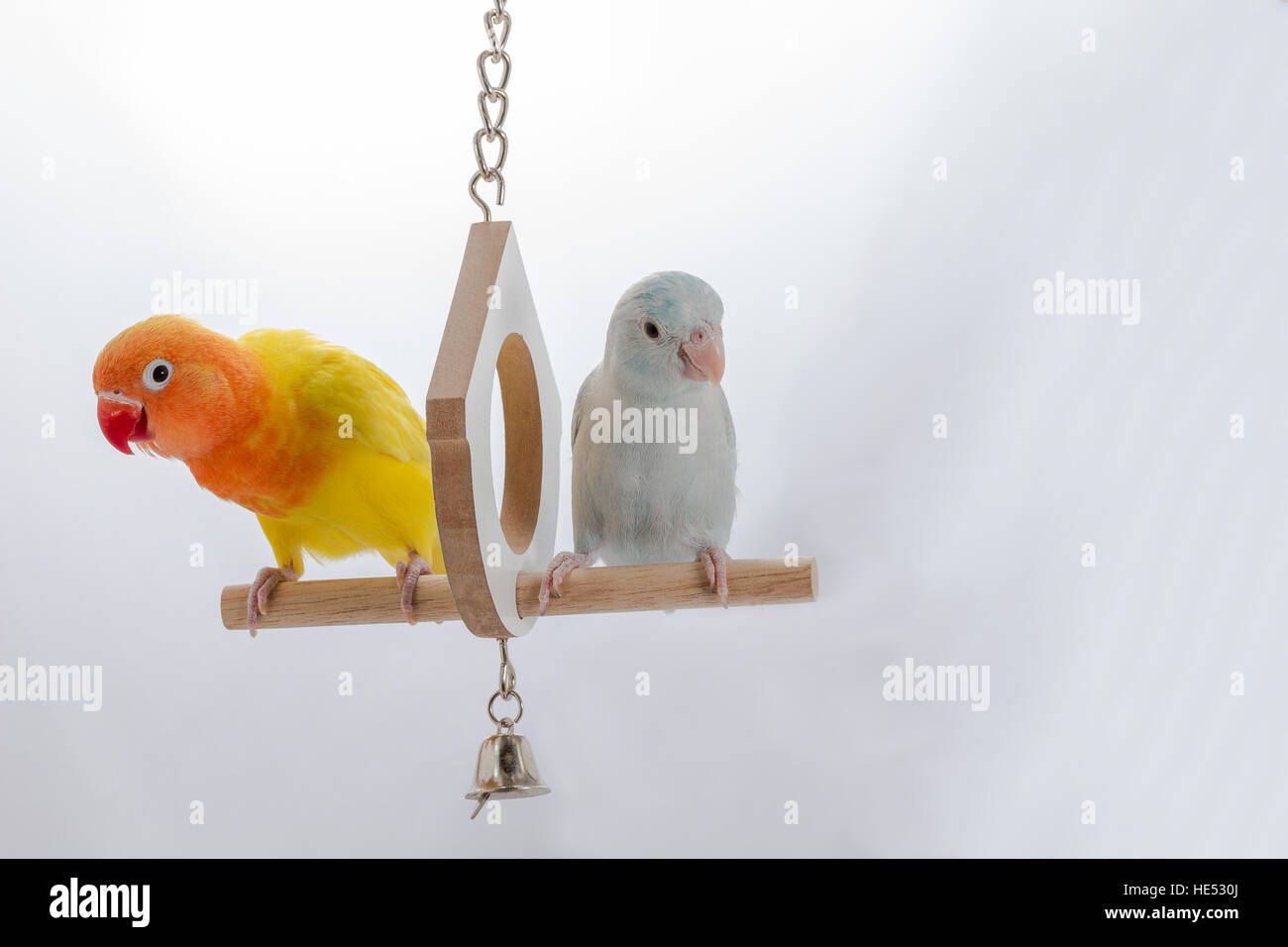 Lovebird and Forpus Playing together Stock Photo