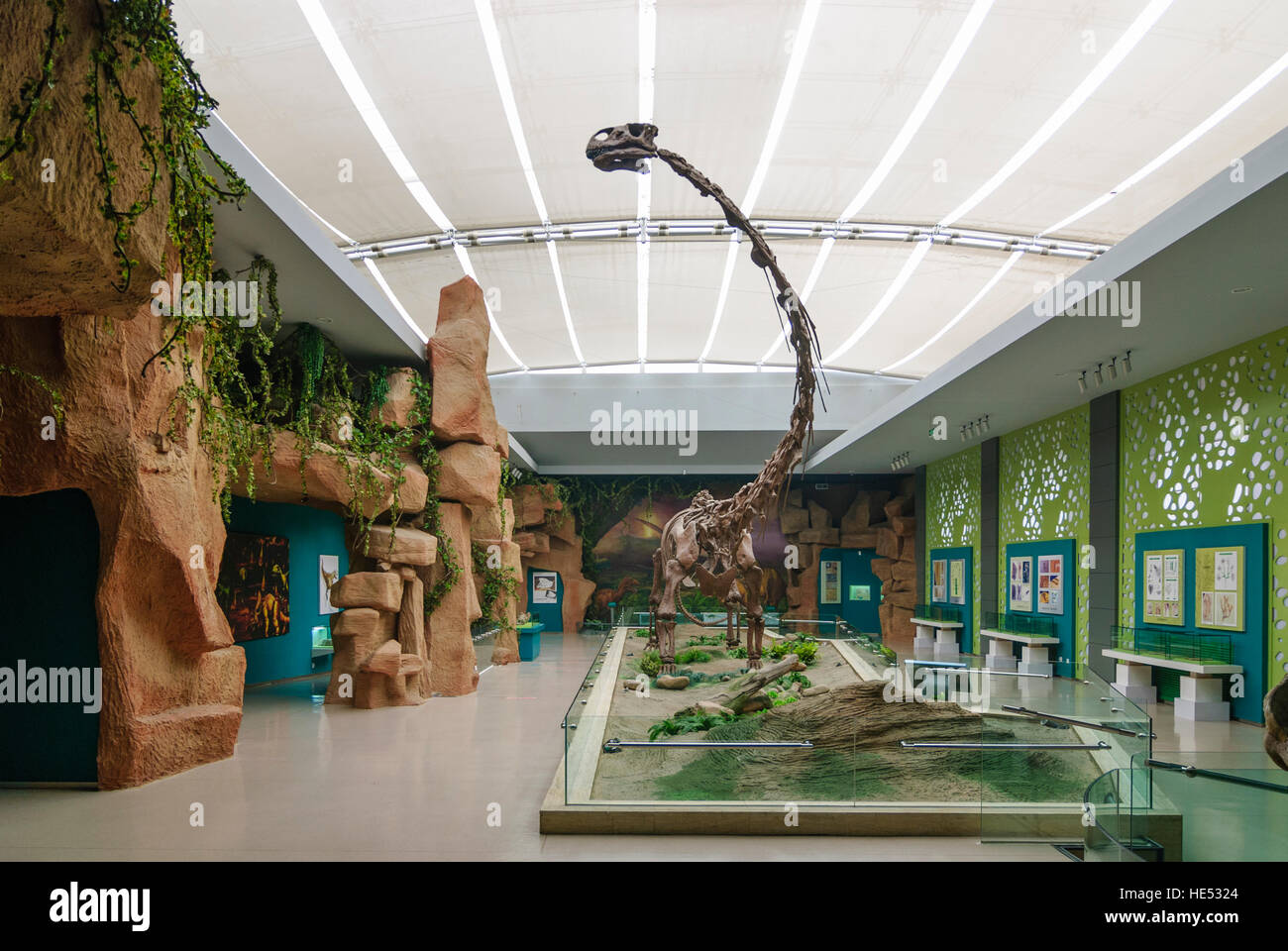 Lanzhou: Gansu Province Museum; Saurier Mamenchisaurus hochuanensis, Gansu, China Stock Photo