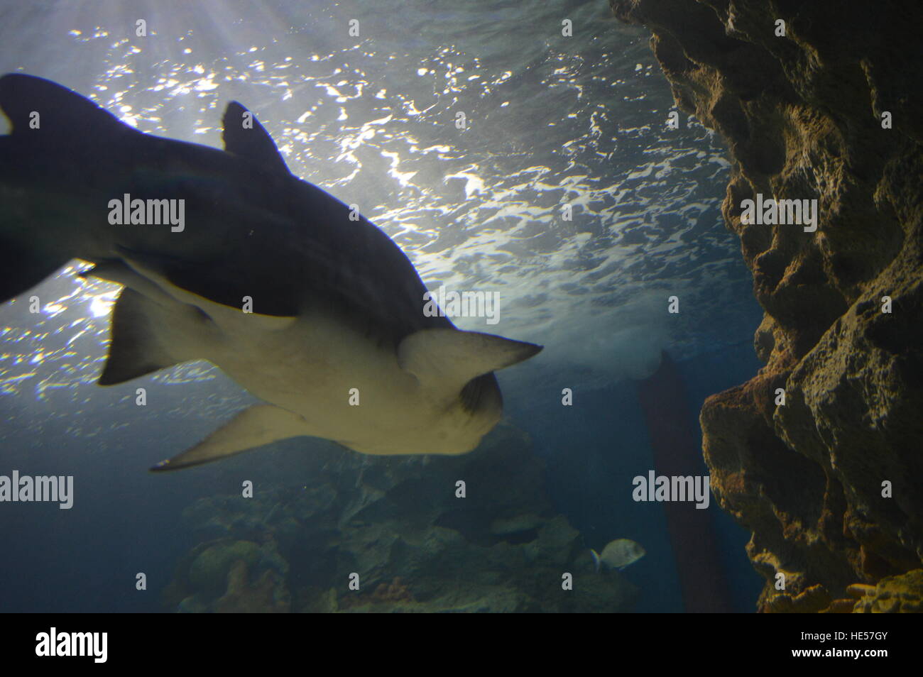 Istanbul Sea Life Aquarium Stock Photo
