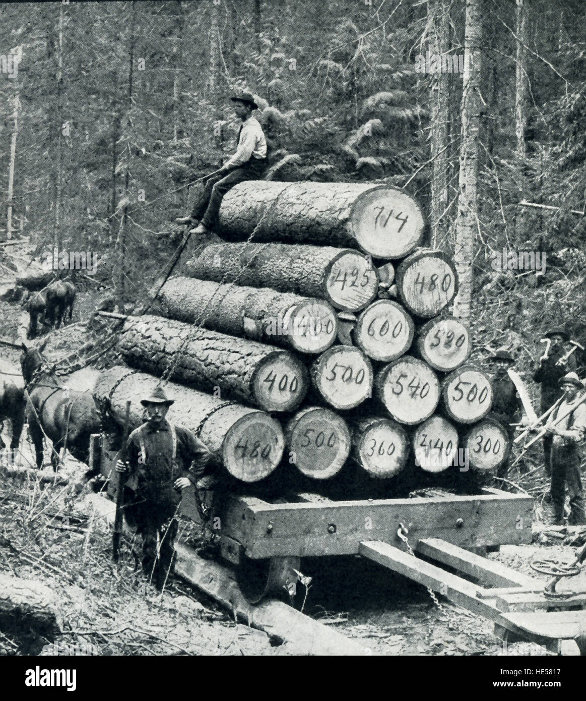 1800 s logging photos