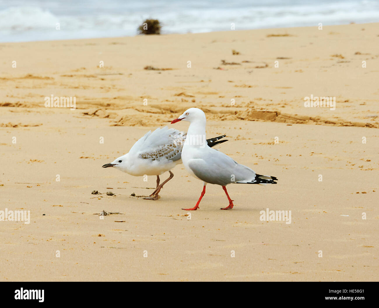 Silver gulls (Larus novaehollandiae), adult and immature in begging posture, Seaspray, Victoria, VIC, Australia Stock Photo
