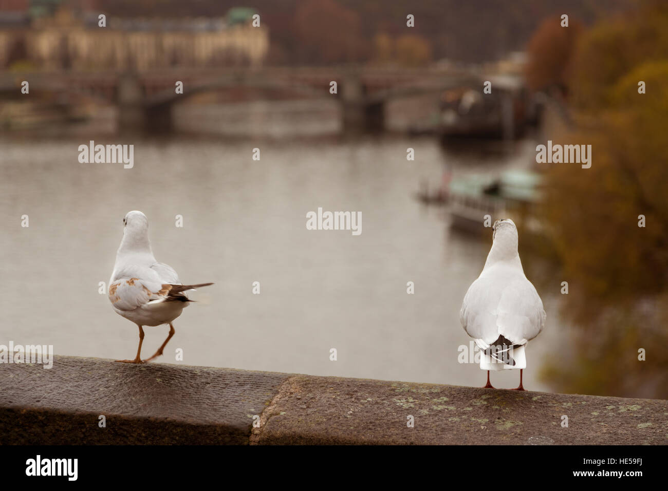 Pigeons of Charles Bridge in Prague Stock Photo
