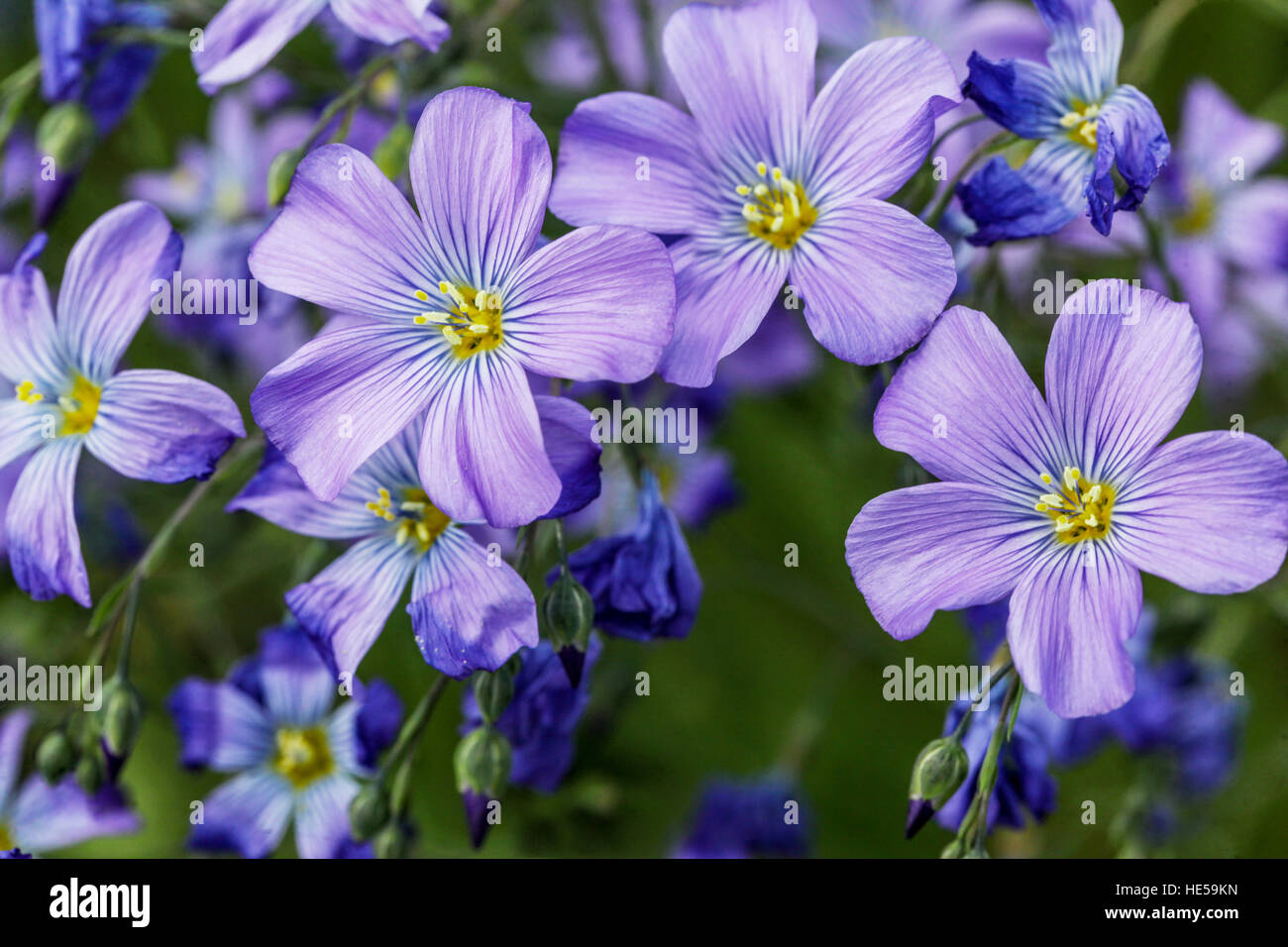 Linum perenne 'Saphyr', Blue flax, Lint Stock Photo