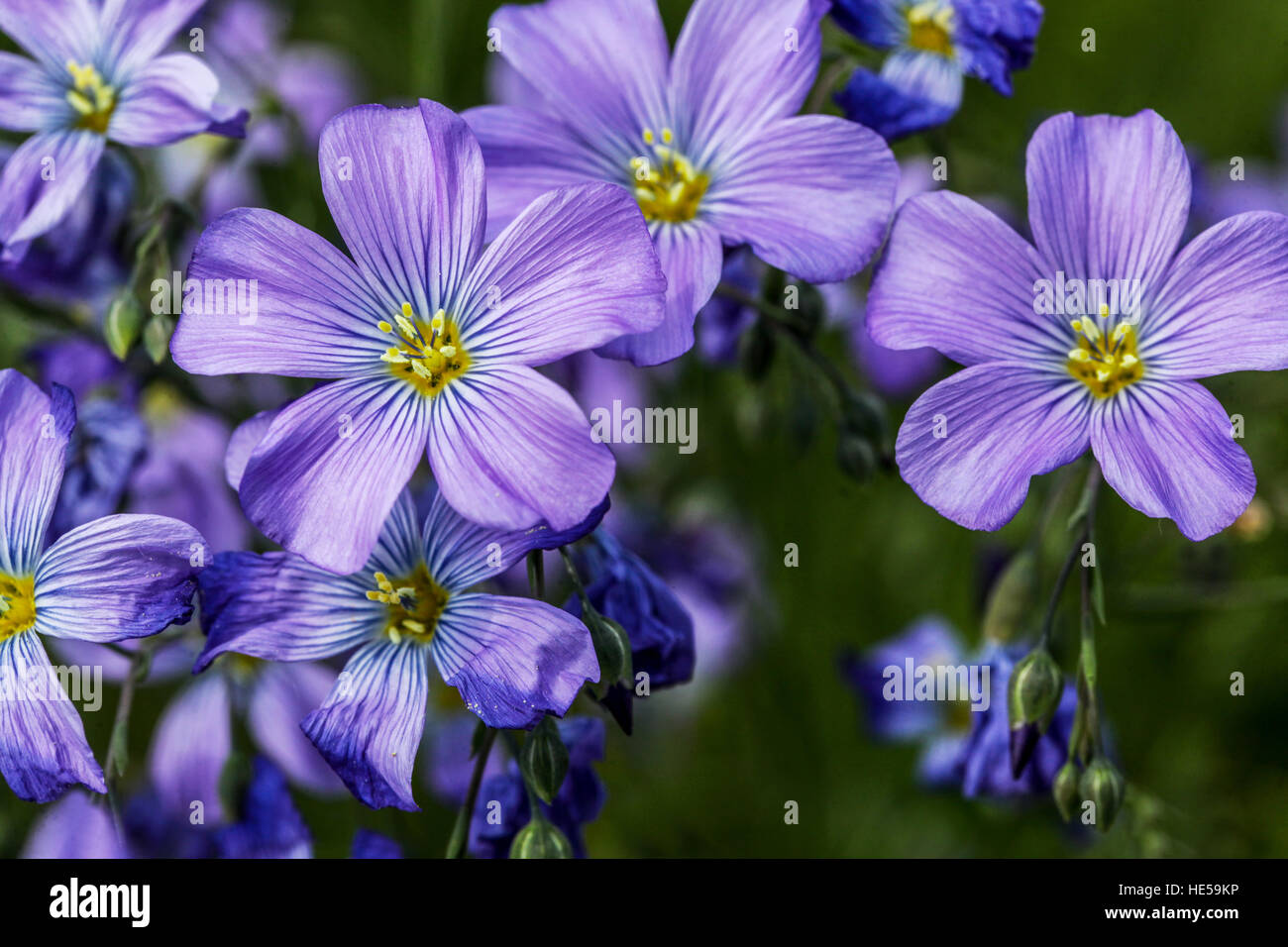 Linum perenne 'Saphyr', Blue flax, Lint or Perennial flax in bloom Stock Photo